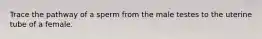 Trace the pathway of a sperm from the male testes to the uterine tube of a female.