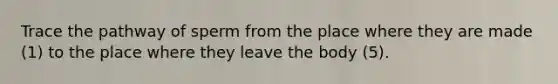 Trace the pathway of sperm from the place where they are made (1) to the place where they leave the body (5).