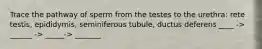 Trace the pathway of sperm from the testes to the urethra: rete testis, epididymis, seminiferous tubule, ductus deferens ____ -> ______ -> _____-> _______