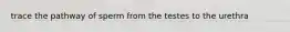 trace the pathway of sperm from the testes to the urethra
