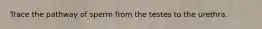 Trace the pathway of sperm from the testes to the urethra.