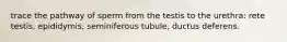 trace the pathway of sperm from the testis to the urethra: rete testis, epididymis, seminiferous tubule, ductus deferens.