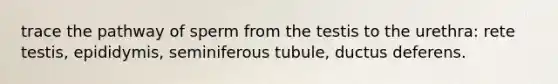 trace the pathway of sperm from the testis to the urethra: rete testis, epididymis, seminiferous tubule, ductus deferens.