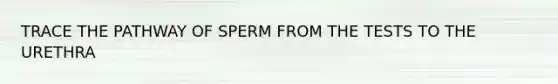 TRACE THE PATHWAY OF SPERM FROM THE TESTS TO THE URETHRA