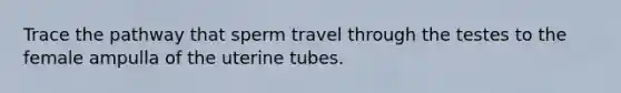 Trace the pathway that sperm travel through the testes to the female ampulla of the uterine tubes.