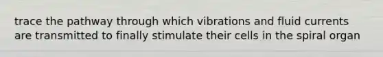 trace the pathway through which vibrations and fluid currents are transmitted to finally stimulate their cells in the spiral organ