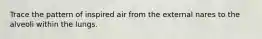 Trace the pattern of inspired air from the external nares to the alveoli within the lungs.