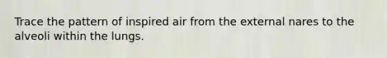 Trace the pattern of inspired air from the external nares to the alveoli within the lungs.
