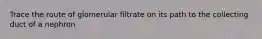Trace the route of glomerular filtrate on its path to the collecting duct of a nephron