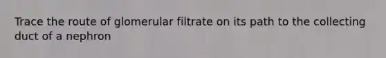 Trace the route of glomerular filtrate on its path to the collecting duct of a nephron