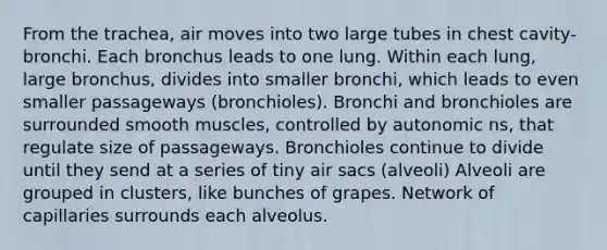 From the trachea, air moves into two large tubes in chest cavity-bronchi. Each bronchus leads to one lung. Within each lung, large bronchus, divides into smaller bronchi, which leads to even smaller passageways (bronchioles). Bronchi and bronchioles are surrounded smooth muscles, controlled by autonomic ns, that regulate size of passageways. Bronchioles continue to divide until they send at a series of tiny air sacs (alveoli) Alveoli are grouped in clusters, like bunches of grapes. Network of capillaries surrounds each alveolus.