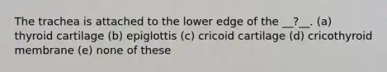 The trachea is attached to the lower edge of the __?__. (a) thyroid cartilage (b) epiglottis (c) cricoid cartilage (d) cricothyroid membrane (e) none of these