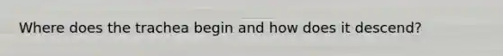 Where does the trachea begin and how does it descend?