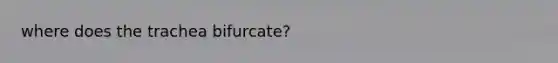 where does the trachea bifurcate?