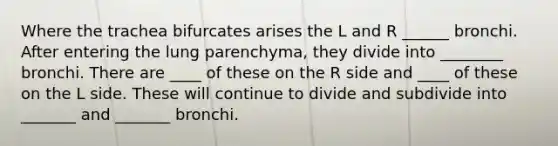 Where the trachea bifurcates arises the L and R ______ bronchi. After entering the lung parenchyma, they divide into ________ bronchi. There are ____ of these on the R side and ____ of these on the L side. These will continue to divide and subdivide into _______ and _______ bronchi.