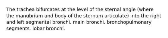 The trachea bifurcates at the level of the sternal angle (where the manubrium and body of the sternum articulate) into the right and left segmental bronchi. main bronchi. bronchopulmonary segments. lobar bronchi.