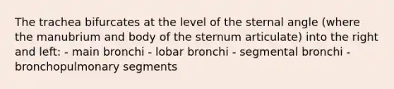 The trachea bifurcates at the level of the sternal angle (where the manubrium and body of the sternum articulate) into the right and left: - main bronchi - lobar bronchi - segmental bronchi - bronchopulmonary segments