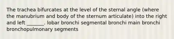 The trachea bifurcates at the level of the sternal angle (where the manubrium and body of the sternum articulate) into the right and left _______. lobar bronchi segmental bronchi main bronchi bronchopulmonary segments