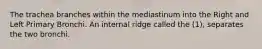 The trachea branches within the mediastinum into the Right and Left Primary Bronchi. An internal ridge called the (1), separates the two bronchi.