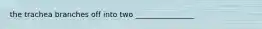 the trachea branches off into two ________________