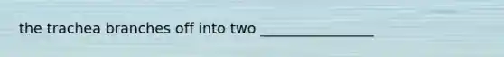 the trachea branches off into two ________________