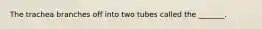 The trachea branches off into two tubes called the _______.