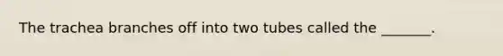 The trachea branches off into two tubes called the _______.