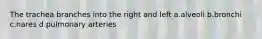The trachea branches into the right and left a.alveoli b.bronchi c.nares d.pulmonary arteries