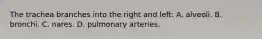 The trachea branches into the right and left: A. alveoli. B. bronchi. C. nares. D. pulmonary arteries.