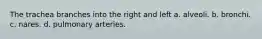 The trachea branches into the right and left a. alveoli. b. bronchi. c. nares. d. pulmonary arteries.