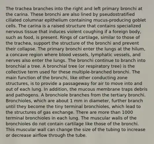 The trachea branches into the right and left primary bronchi at the carina. These bronchi are also lined by pseudostratified ciliated columnar epithelium containing mucus-producing goblet cells. The carina is a raised structure that contains specialized <a href='https://www.questionai.com/knowledge/kqA5Ws88nP-nervous-tissue' class='anchor-knowledge'>nervous tissue</a> that induces violent coughing if a foreign body, such as food, is present. Rings of cartilage, similar to those of the trachea, support the structure of the bronchi and prevent their collapse. The primary bronchi enter the lungs at the hilum, a concave region where <a href='https://www.questionai.com/knowledge/kZJ3mNKN7P-blood-vessels' class='anchor-knowledge'>blood vessels</a>, <a href='https://www.questionai.com/knowledge/ki6sUebkzn-lymphatic-vessels' class='anchor-knowledge'>lymphatic vessels</a>, and nerves also enter the lungs. The bronchi continue to branch into bronchial a tree. A bronchial tree (or respiratory tree) is the collective term used for these multiple-branched bronchi. The main function of the bronchi, like other conducting zone structures, is to provide a passageway for air to move into and out of each lung. In addition, the mucous membrane traps debris and pathogens. A bronchiole branches from the tertiary bronchi. Bronchioles, which are about 1 mm in diameter, further branch until they become the tiny terminal bronchioles, which lead to the structures of gas exchange. There are more than 1000 terminal bronchioles in each lung. The muscular walls of the bronchioles do not contain cartilage like those of the bronchi. This muscular wall can change the size of the tubing to increase or decrease airflow through the tube.