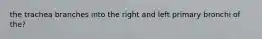 the trachea branches into the right and left primary bronchi of the?