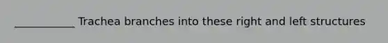 ___________ Trachea branches into these right and left structures