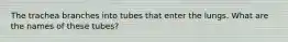 The trachea branches into tubes that enter the lungs. What are the names of these tubes?