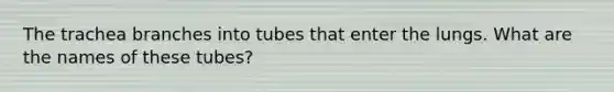 The trachea branches into tubes that enter the lungs. What are the names of these tubes?