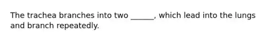The trachea branches into two ______, which lead into the lungs and branch repeatedly.