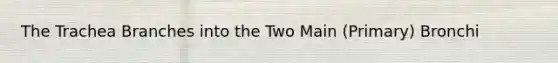 The Trachea Branches into the Two Main (Primary) Bronchi