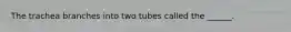 The trachea branches into two tubes called the ______.