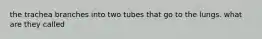 the trachea branches into two tubes that go to the lungs. what are they called