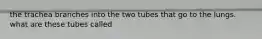 the trachea branches into the two tubes that go to the lungs. what are these tubes called