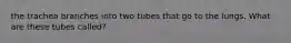 the trachea branches into two tubes that go to the lungs. What are these tubes called?