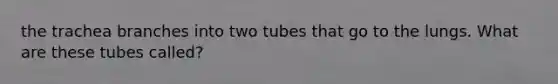 the trachea branches into two tubes that go to the lungs. What are these tubes called?