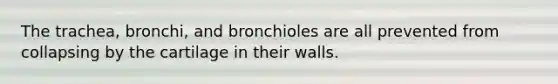 The trachea, bronchi, and bronchioles are all prevented from collapsing by the cartilage in their walls.