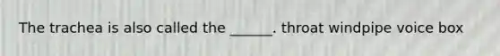 The trachea is also called the ______. throat windpipe voice box