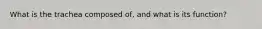 What is the trachea composed of, and what is its function?