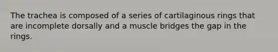 The trachea is composed of a series of cartilaginous rings that are incomplete dorsally and a muscle bridges the gap in the rings.