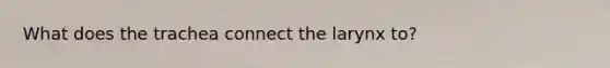 What does the trachea connect the larynx to?