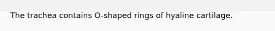 The trachea contains O-shaped rings of hyaline cartilage.