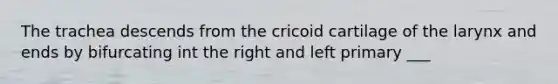 The trachea descends from the cricoid cartilage of the larynx and ends by bifurcating int the right and left primary ___