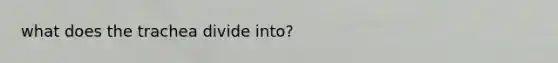 what does the trachea divide into?